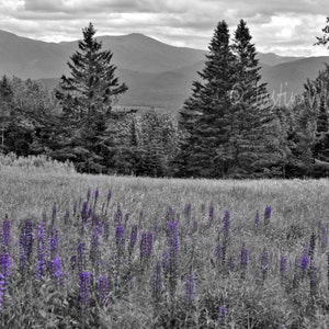 Purple Lupine White Mountains New Hampshire Instant Digital Download Spring in New England