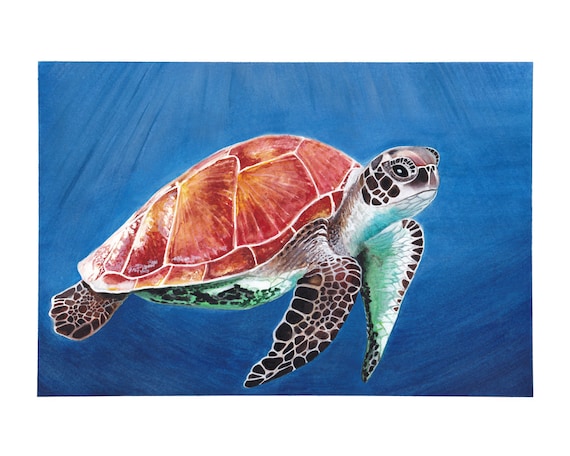Turtle Giclée Print unframed 0302 Watercolour Painting by Renata Dilyte Turtle Giclée Print unframed 0302 Watercolour Painting by Renata Dilyte