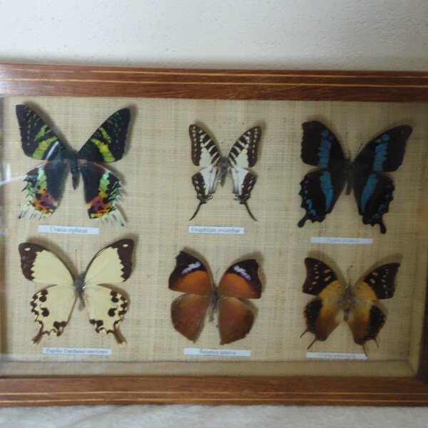 Cornice entomologia naturalizzata farfalle, mostra di farfalle del Madagascar, collezione, gabinetto di curiosità, vintage anni '70