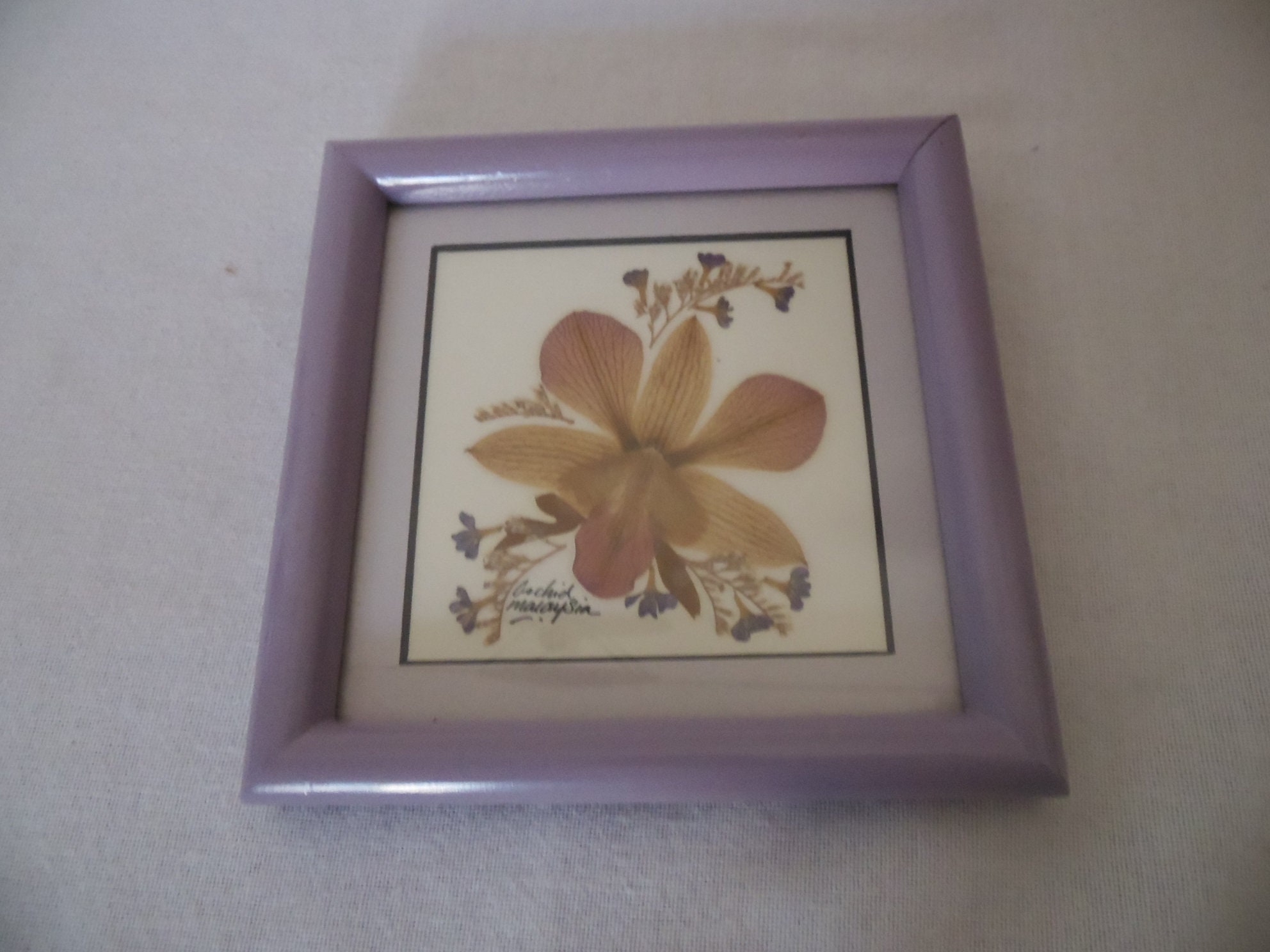 Cadre Orchidée Naturalisée, Fleurs Sechée de Malaisie, Encadrement Bois Mauve, Deco Naturaliste, Gre