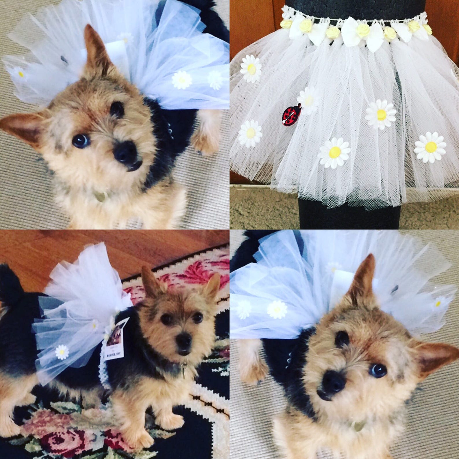 puppyfun - handmade ballet tutu for dogs white with daisies and a lady bug