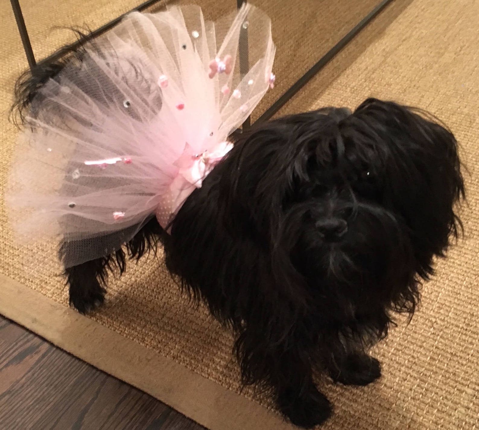 puppyfun - handmade ballet tutu for dogs