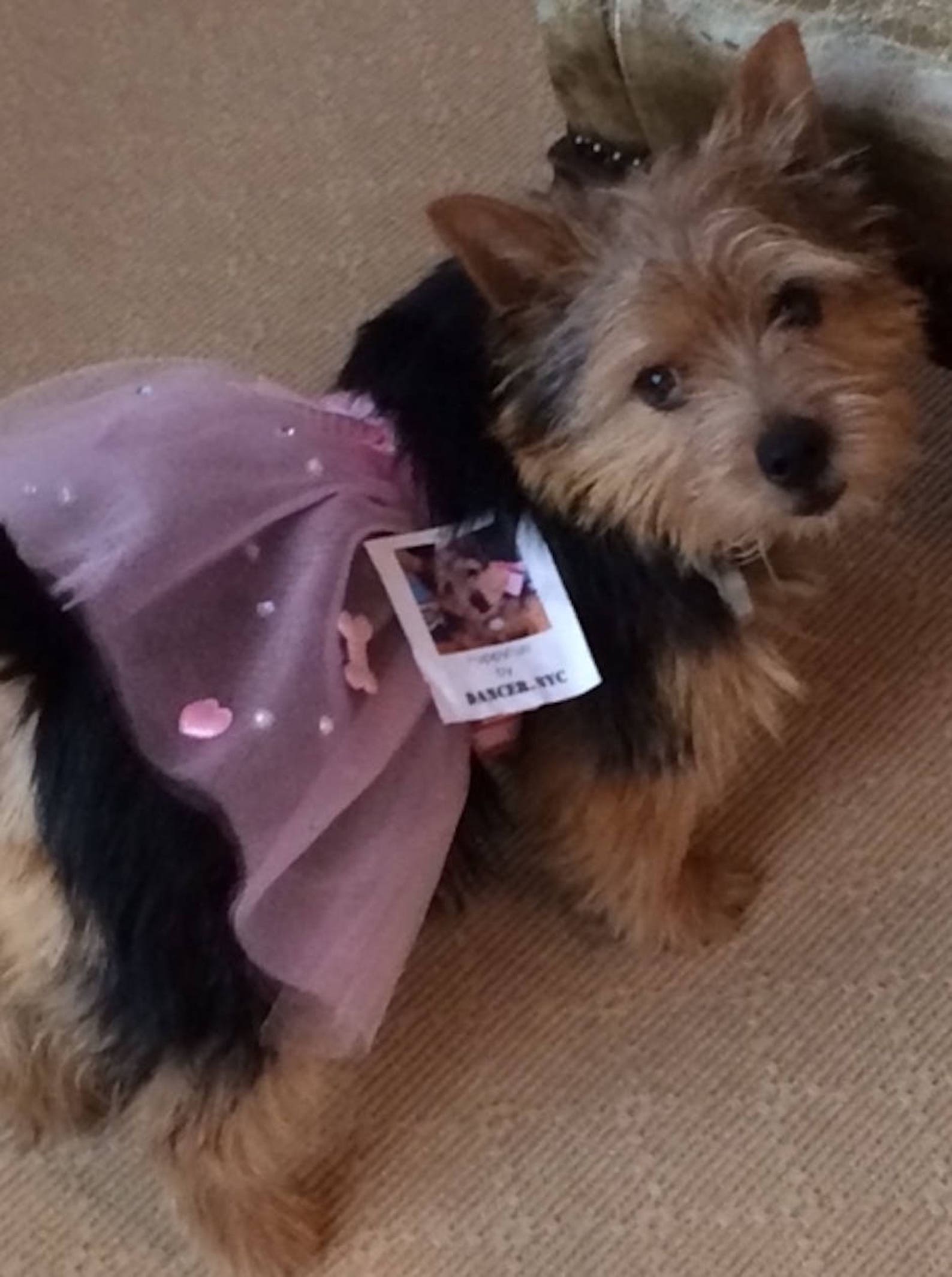 puppyfun - handmade ballet tutu for dogs