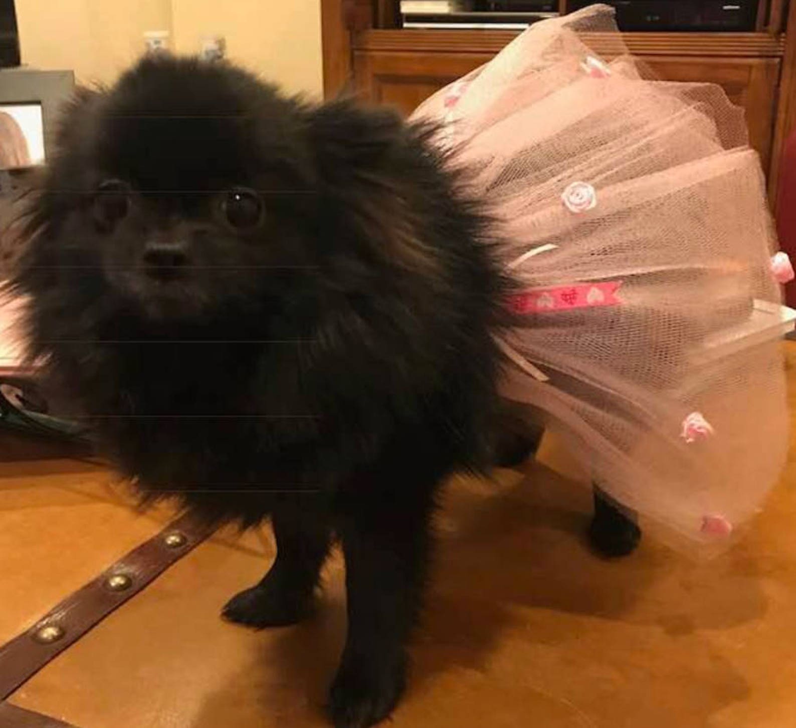 puppyfun - handmade ballet tutu for dogs