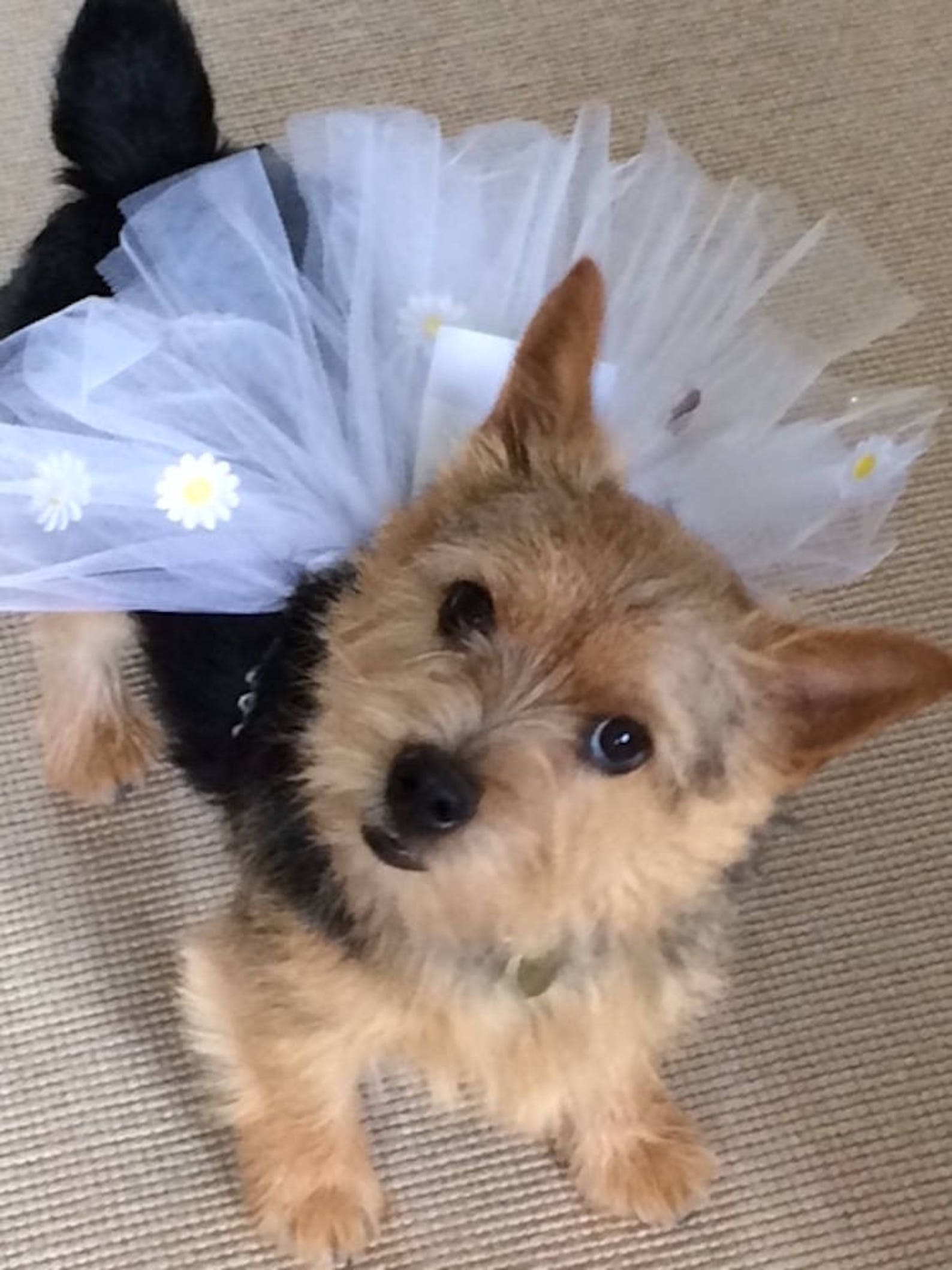 puppyfun - handmade ballet tutu for dogs white with daisies and a lady bug