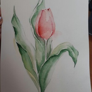 tulipano dipinto acquerello originale