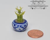 1 12 Dollhouse Miniature Lucky Bamboo in Ceramic Planter Miniature Gardening BD A1036