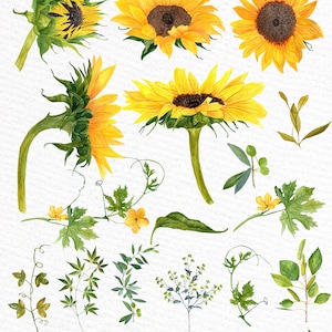 K&ouml;nnte beinhalten: Aquarell-Illustrationen von Sonnenblumen, Bl&auml;ttern und anderen botanischen Elementen. Die Sonnenblumen befinden sich in verschiedenen Bl&uuml;hstadien, einige sind vollst&auml;ndig ge&ouml;ffnet, andere noch geschlossen. Die Bl&auml;tter sind gr&uuml;n und gelb, und die anderen botanischen Elemente umfassen Ranken, Beeren und Farne.
