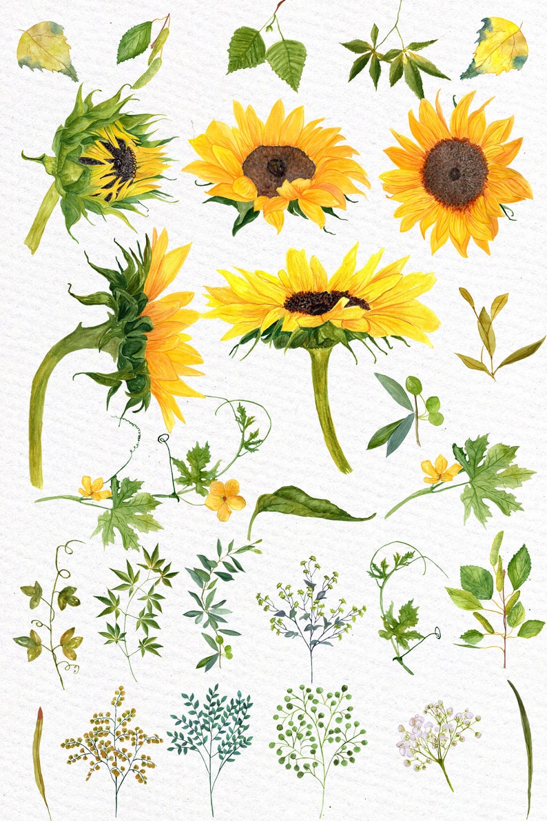 K&ouml;nnte beinhalten: Aquarell-Illustrationen von Sonnenblumen, Bl&auml;ttern und anderen botanischen Elementen. Die Sonnenblumen befinden sich in verschiedenen Bl&uuml;hstadien, einige sind vollst&auml;ndig ge&ouml;ffnet, andere noch geschlossen. Die Bl&auml;tter sind gr&uuml;n und gelb, und die anderen botanischen Elemente umfassen Ranken, Beeren und Farne.