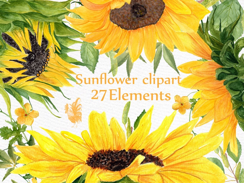 K&ouml;nnte beinhalten: Aquarell-Clipart mit 27 Elementen von Sonnenblumen in verschiedenen Bl&uuml;hstadien. Die Sonnenblumen sind gelb mit braunen Zentren und gr&uuml;nen Bl&auml;ttern. Der Text "Sunflower clipart 27 Elements" ist in Orange geschrieben.