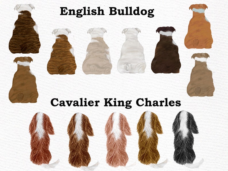 May include: Illustration of English Bulldogs and Cavalier King Charles Spaniels in various colors, sitting with their backs to the viewer. The dogs are all facing the same direction, with their tails tucked between their legs.