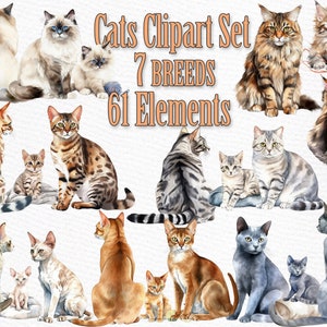 Katzen Clipart: "WATERCOLOR CATS" Katzenrassen Haustier Clipart Kätzchen Clipart Katze für Tasse Katzengrafiken Katzenbündel Katzenillustrationen Katzenliebhaber Geschenk