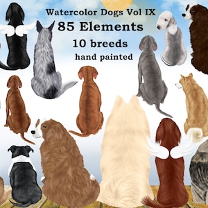 Hunde Clipart: "AQUARELL HUNDE" Hunderassen Haustier Clipart Hund Bundle Hunde Illustrationen Hund Sublimation Irish Setter Berner Berg Samoyed Png