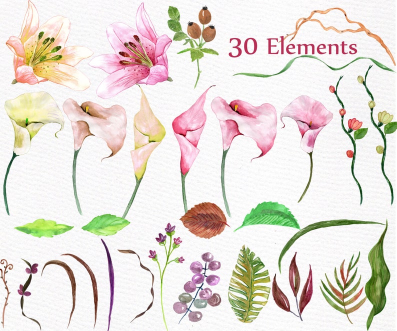 May include: Watercolour illustrations of pink and white calla lilies, pink lilies, green leaves, brown branches, and purple berries. The image includes the text "30 Elements".