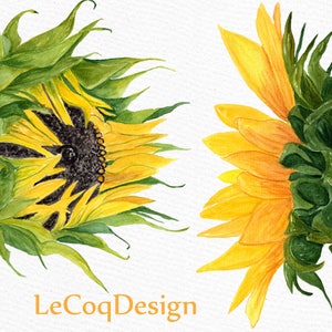 K&ouml;nnte beinhalten: Zwei Aquarellbilder von Sonnenblumen in verschiedenen Bl&uuml;hstadien. Die erste Sonnenblume ist geschlossen mit gr&uuml;nen Bl&auml;ttern und einer dunkelbraunen Mitte. Die zweite Sonnenblume ist offen mit gelben Bl&uuml;tenbl&auml;ttern und gr&uuml;nen Bl&auml;ttern.