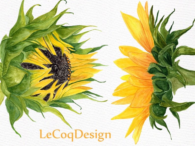 K&ouml;nnte beinhalten: Zwei Aquarellbilder von Sonnenblumen in verschiedenen Bl&uuml;hstadien. Die erste Sonnenblume ist geschlossen mit gr&uuml;nen Bl&auml;ttern und einer dunkelbraunen Mitte. Die zweite Sonnenblume ist offen mit gelben Bl&uuml;tenbl&auml;ttern und gr&uuml;nen Bl&auml;ttern.