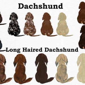 May include: Illustration of 10 Dachshunds in various colors and patterns, including black, brown, white, and spotted. The dogs are all sitting with their backs to the viewer. The text "Dachshund" and "Long Haired Dachshund" is written above the dogs.