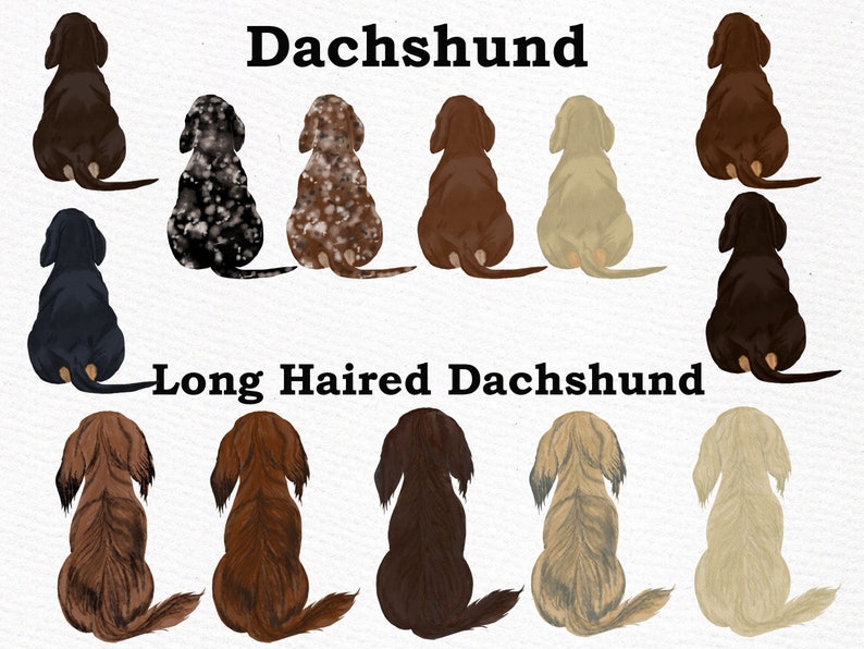 May include: Illustration of 10 Dachshunds in various colors and patterns, including black, brown, white, and spotted. The dogs are all sitting with their backs to the viewer. The text "Dachshund" and "Long Haired Dachshund" is written above the dogs.