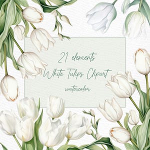 Witte aquarel bloemen clipart: "WITTE TULPEN CLIPART" tulp bloemen botanische clipart bloemen randen premade clipart bloem krans png