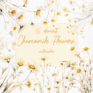Gänseblümchen-Aquarell-Clipart: „WASSERFARBE WEIßE BLUMEN“ Wildblumen-Clipart Blumenränder Vorgefertigte Clipart Kamille-Clipart Daisy Border Png