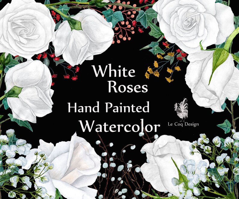 May include: Watercolour painting of white roses with green leaves and red berries. The text "White Roses Hand Painted Watercolour" is written in black on a black background.