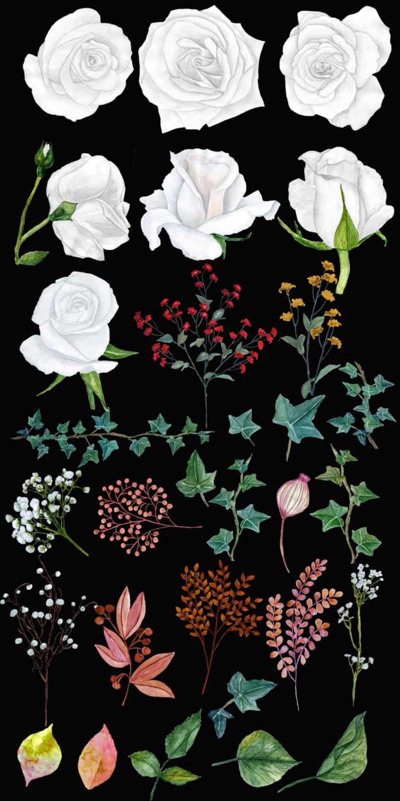 May include: Watercolour illustrations of white roses, ivy, berries, and other floral elements on a black background. These botanical illustrations are perfect for crafting, scrapbooking, and other creative projects.