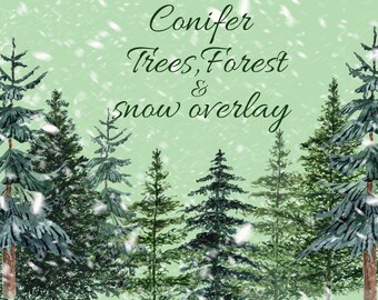Conifers trees clipart: "FOREST CLIPART" Pine Trees Christmas tree Watercolor Forest Landscape Christmas clipart Woodland tree DIY invite