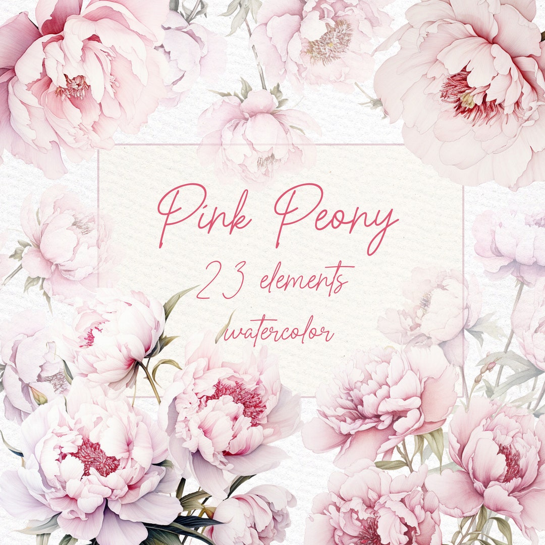 Watercolor Blush Peonies Clipart: Pink Floral Elements (PNG) - Etsy