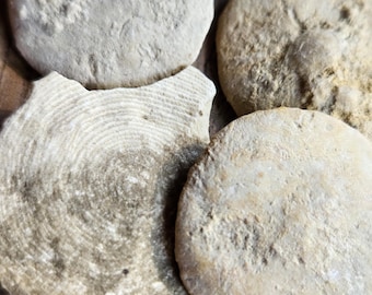 Nummulite Fossils | Egypt | Intuitive Choice