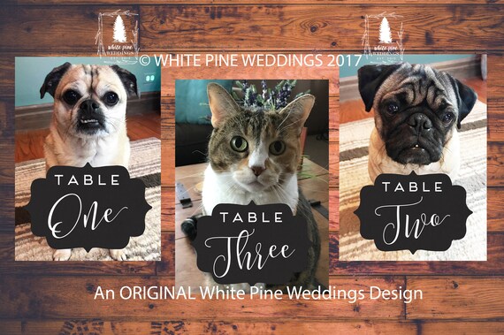 How to include our cats in the wedding day, without having them there? 1