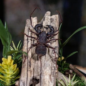 Real Whip Scorpion - Dome Display