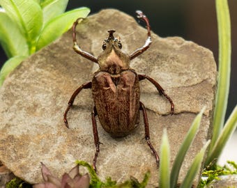 Real Bronze Horned Flower Beetle - Dome Display