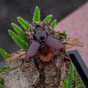 Real Reddish-brown Stag Beetle - Dome Display