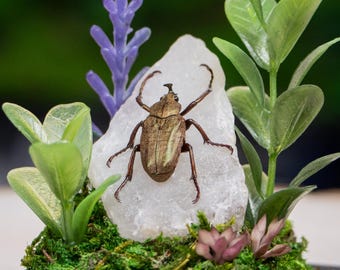 Real Bronze Horned Flower Beetle - Dome Display