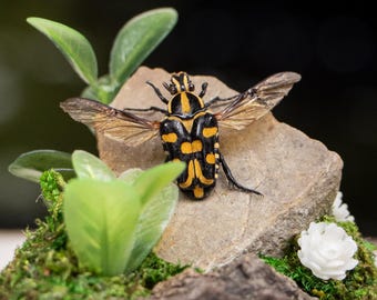 Real Ixorida Flower Chafer Beetle - Dome Display