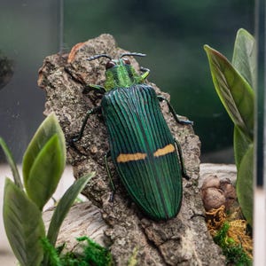 Real Jewel Beetle - Dome Display