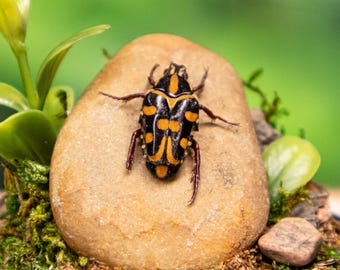 Real Ixorida Flower Chafer Beetle - Dome Display