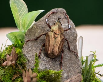 Real Bronze Horned Flower Beetle - Dome Display