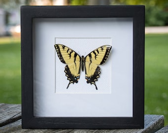Real Eastern Tiger Swallowtail Butterfly - 8x8 Shadowbox Display