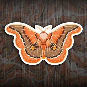 May include: A large, orange and brown butterfly with a white outline. The butterfly has a furry body and large, round eyes.