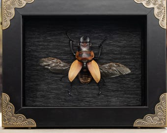 Real Lucanidae Stag Beetle - Shadowbox Display