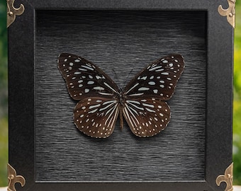 Borboleta Tigre Azul Escuro Real - Expositor Shadowbox