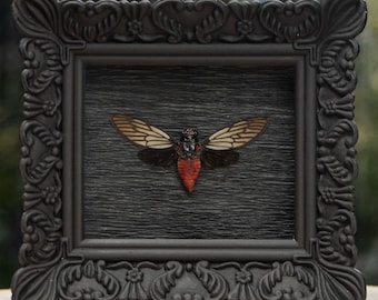 May include: A framed insect display featuring a cicada with tan and brown wings and a red body. The insect is mounted on a dark gray wooden background within a black ornate frame. The frame is square and sits on a wooden surface.
