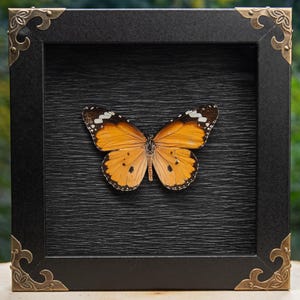 Real African Monarch Butterfly - Shadowbox Display
