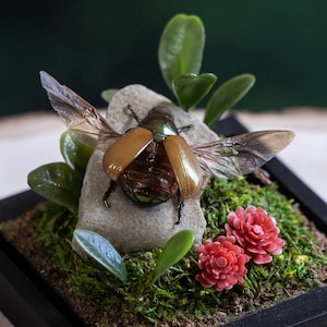 Brown Scarab Beetle - Dome Display