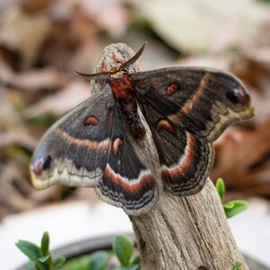 Real Hyalophora Cecropia Moth - Dome Display