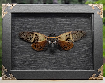 Cigarra gigante naranja real - Exhibición en caja de sombras