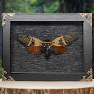 Echte gigantische oranje cicade - Shadowbox-display