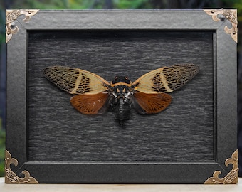Cigarra gigante naranja real - Exhibición en caja de sombras
