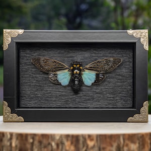 Real Blue Cicada - Shadowbox Display